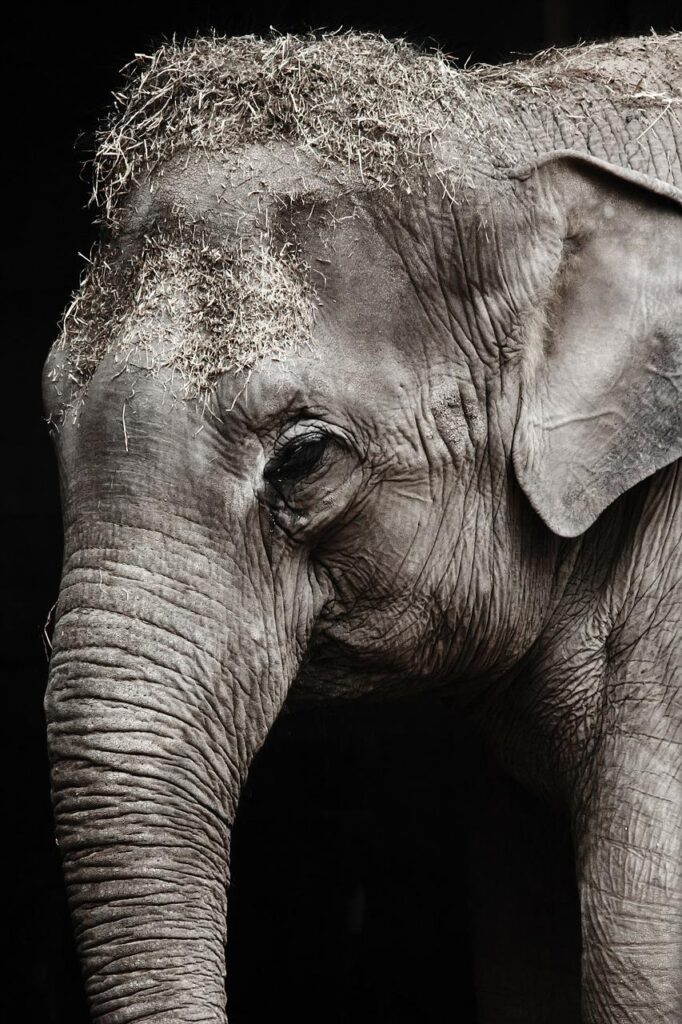 safari, animal, elephant-21772.jpg